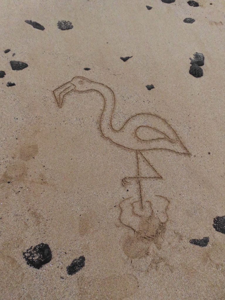 Flamingo desenhado por turista em Galápagos. Daniel Ribeiro, 2012.